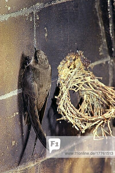 Schornsteinsegler (Chaetura pelagica)  erwachsen  klammert sich am Schornstein neben dem Nest fest (U.) S. A