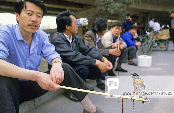 Brambling (Fringilla montifringilla)  erwachsenes Männchen  Vogel in Gefangenschaft auf einem Stock  den der Mann auf dem Markt hält  Peking  China  Mai  Asien