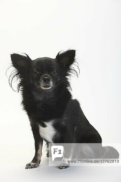 Chihuahua  langhaarig  schwarz mit braun