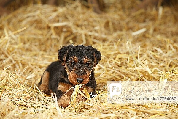 Welsh-Terrier  Welpe  7 Wochen