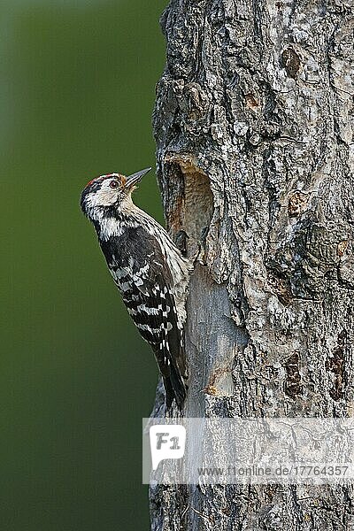 Kleiner Buntspecht (Dendrocopus minor)  erwachsenes Männchen  am Nestloch im Baumstamm  Bulgarien  Mai  Europa