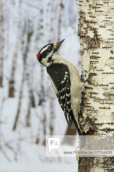 Downy Woodpecker (Picoides pubescens)  erwachsener Mann  im Schnee am Birkenstamm festhaltend (U.) S. A. Winter