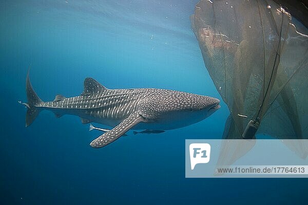 Adult whale shark (Rhincodon typus)  with remoras  feeding under the nets of a fishing platform (Bagan)  Cenderawasih Bay  West Papua  New Guinea  Indonesia  Asia
