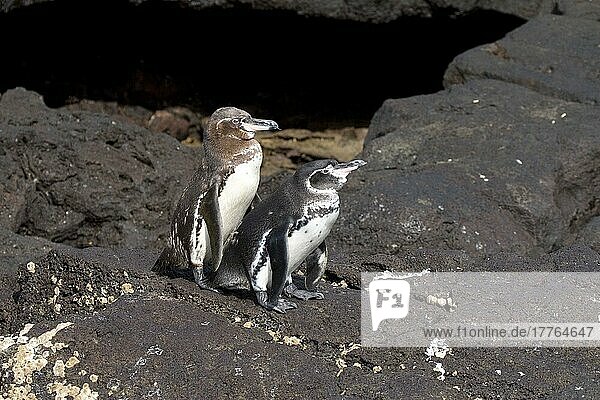 Galapagos-Pinguine bereiten sich auf die Paarung vor
