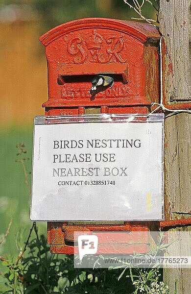 Kohlmeise (Parus major) adult  entfernt Kot vom Briefkasten-Nistplatz  Schild Birds Nesting  Norfolk  England  Großbritannien  Europa