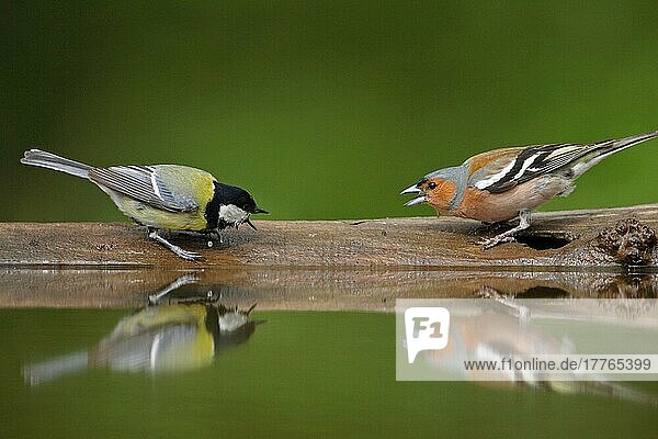 Kohlmeise (Parus major) erwachsen  mit Buchfink (Fringilla coelebs) erwachsenes Männchen  aggressives Verhalten im Waldbecken  Ungarn  Sommer  Europa