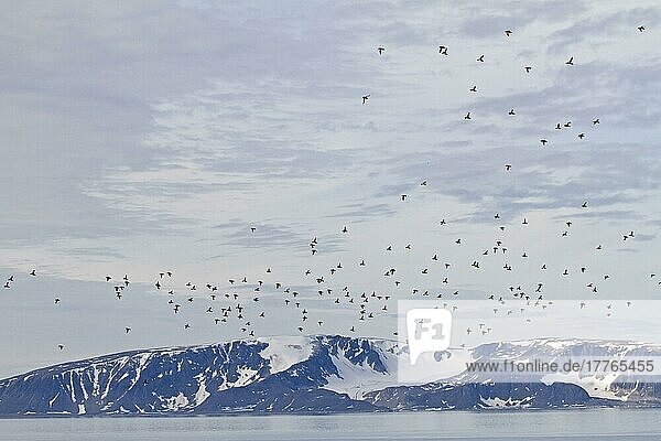 Kleine Auk (Alle alle alle) Erwachsene  Sommergefieder  Schwarm im Flug über Fjordlebensraum  Spitzbergen  Juli