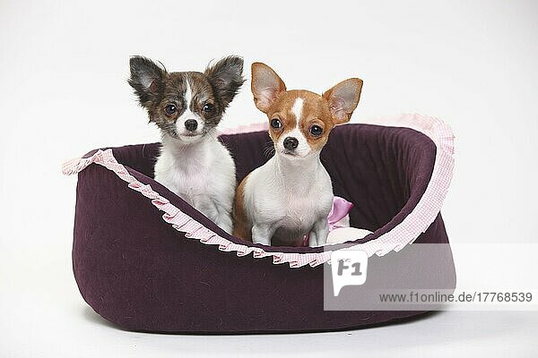 Chihuahuas  Welpen  langhaarig und kurzhaarig  3 1/2 Monate  Hundekorb  Hundekörbchen