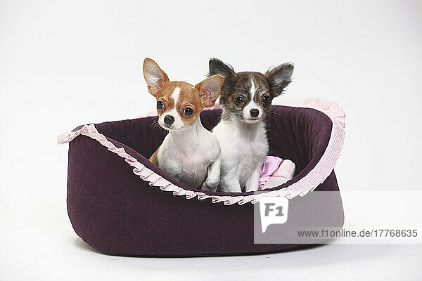 Chihuahuas  Welpen  langhaarig und kurzhaarig  3 1/2 Monate  Hundekorb  Hundekörbchen