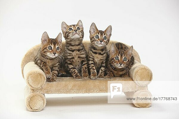 Bengalkatzen  Kätzchen  8 Wochen  Sofa  Couch