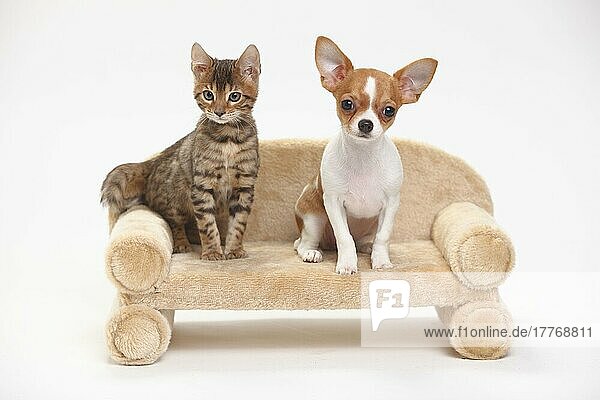 Chihuahua  Welpe  kurzhaarig  3 1/2 Monate  und Bengalkatze  Kätzchen  8 Wochen  Sofa  Couch