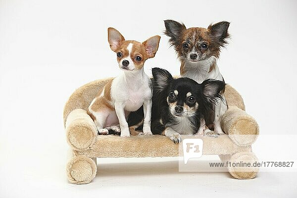 Chihuahuas  langhaarig  und Welpe  kurzhaarig  3 1/2 Monate  Sofa  Couch