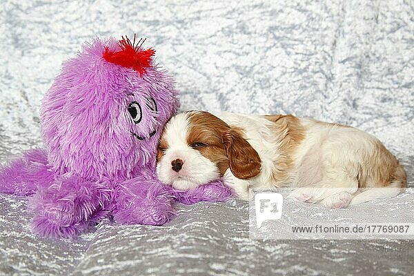Cavalier King Charles Spaniel  puppy  blenheim  4 1/2 weeks  cuddly toy