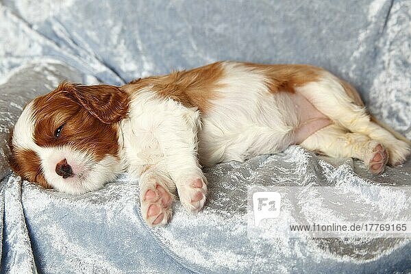 Cavalier King Charles Spaniel  puppy  Blenheim  4 1/2 weeks