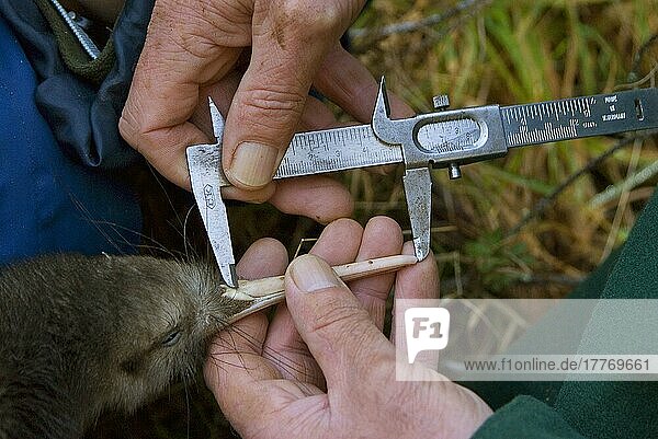 Naturschutzprogramm der Nordinsel Brauner Kiwi (Apteryx mantelli)  Biologe Messschnabel  Waimarino-Wald  Raetihi  Nordinsel  Neuseeland  Ozeanien