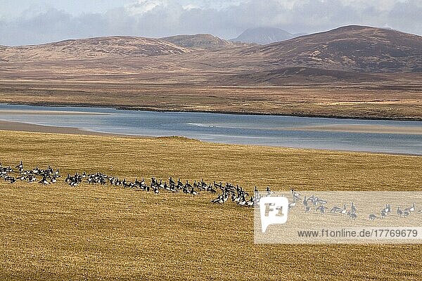 Nonnengänse auf Islay Schottland  im Feld über Loch Gruinart in Richtung Jura