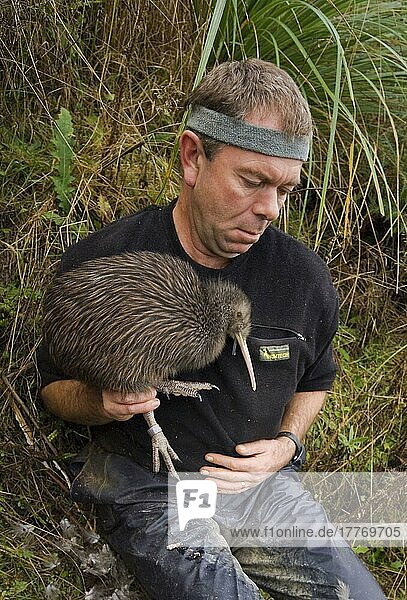Naturschutzprogramm der Nordinsel Brauner Kiwi (Apteryx mantelli)  Biologe hält Männchen  Waimarino-Wald  Raetihi  Nordinsel  Neuseeland  Ozeanien