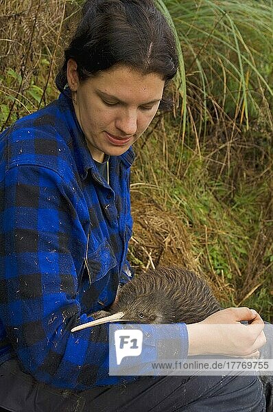Naturschutzprogramm der Nordinsel Brauner Kiwi (Apteryx mantelli)  Biologe hält Männchen  Waimarino-Wald  Raetihi  Nordinsel  Neuseeland  Ozeanien