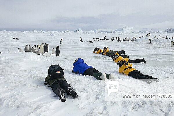 Kaiserpinguin (Aptenodytes forsteri) Erwachsene und Küken  Kolonie wird von Touristen fotografiert  Snow Hill Island  Weddellmeer  Antarktis  November  Antarktika