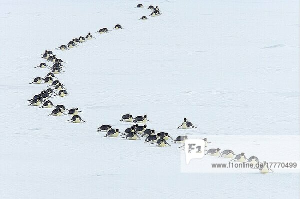 Kaiserpinguin (Aptenodytes forsteri) Erwachsene  Gruppenrodeln über Eis  Richtung Meer zum Fressen  Snow Hill Island  Weddellmeer  Antarktis  Antarktika