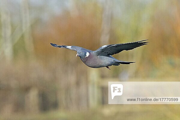 Ringeltaube  Ringeltauben  Tauben  Tiere  Vögel  Wood Pigeon (Columbus palumbus) adult  in flight  Gloucestershire  England  winter