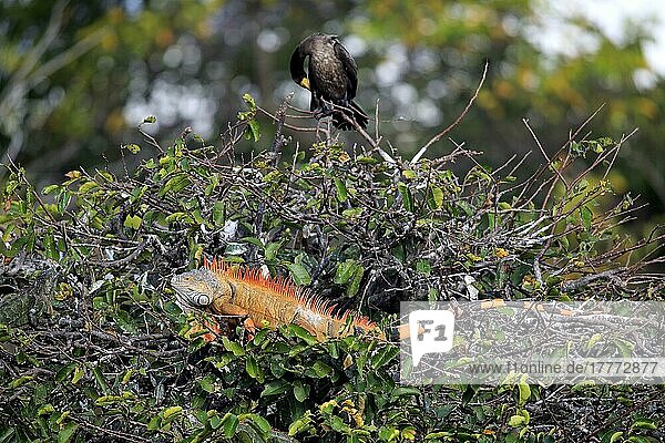 Common green iguana (Iguana iguana)  adult on tree reddish in colour  Wakodahatchee Wetlands  Delray Beach  Florida  USA  North America