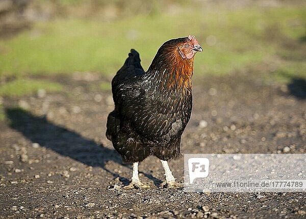 Haushuhn  Black-Rock-Henne  stehend im Stall  Chipping  Lancashire  England  November