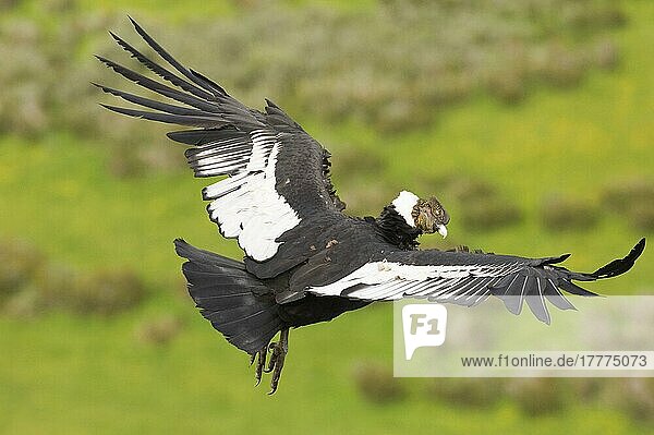 Andenkondor (Vultur gryphus) erwachsener Mann  auf der Flucht  Patagonien  Chile  November  Südamerika