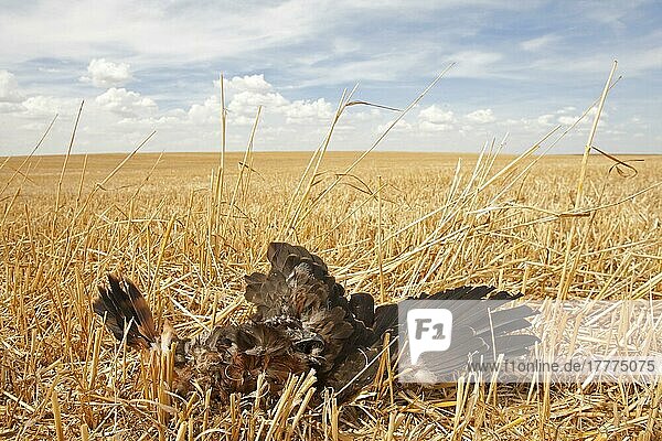 Totes Küken der Wiesenweihe (Circus pygargus)  während der Ernte auf dem Nest im Ackerfeld getötet  Nordspanien  Juli