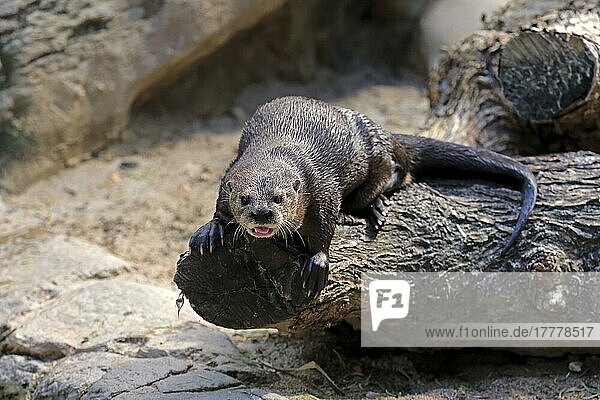 Spotted Necked Otter (Lutra maculicollis)  Eastern Cape  South Africa  Africa