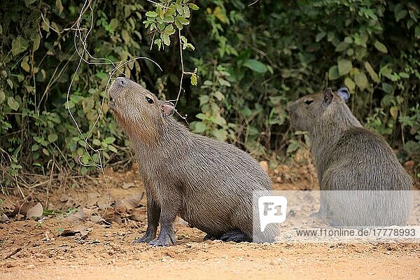 Wasserschwein (Hydrochoerus hydrochaeris)  Geschwister am Ufer  Jungtiere  Pantanal  Mato Grosso  Brasilien  Südamerika
