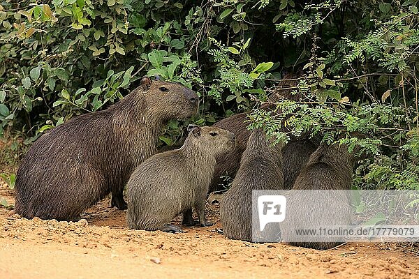 Capybara  Wasserschwein (Hydrochoerus hydrochaeris)  adult mit Jungtieren an Land  Pantanal  Mato Grosso  Brasilien  Südamerika