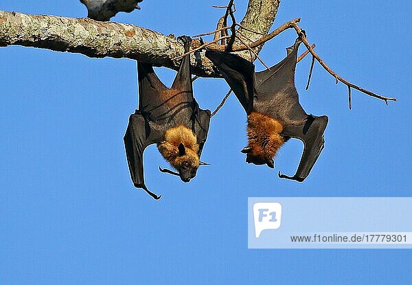 Lyle's Flying Fox (Pteropus lylei) zwei erwachsene Männchen  die tagsüber im Schlafplatz kämpfen  Siem Reap  Kambodscha  Januar  Asien