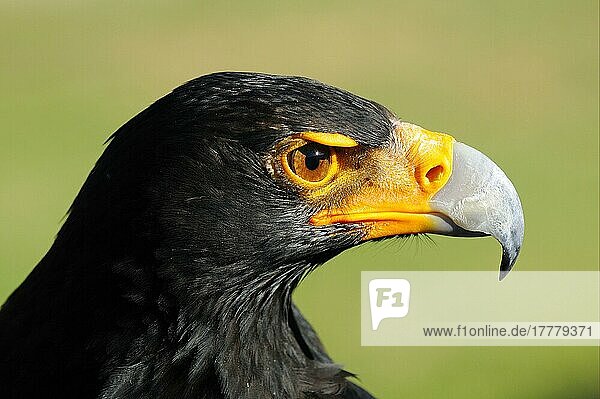 Verreaux's Eagle (Aquila verreauxii) erwachsen  Nahaufnahme des Kopfes  Südafrika