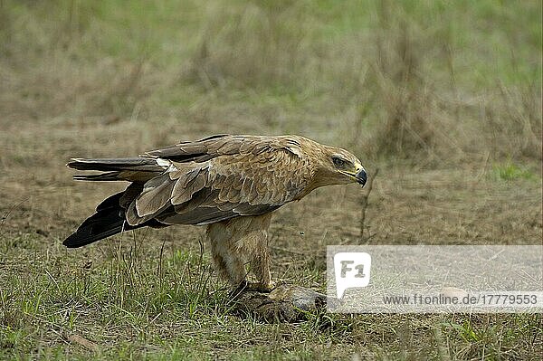 Erwachsener Afrikanischer Steinadler (Aquila rapax)  der sich von Aas ernährt  Masai Mara  Kenia  Afrika