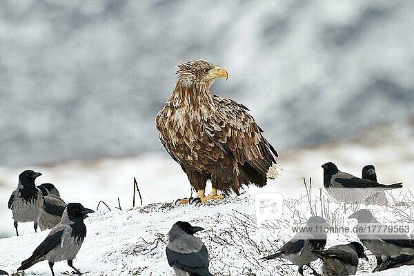 White-tailed Eagle (Haliaeetus albicilla) adult  standing on snow  surrounded by Hooded Crow (Corvus corone cornix) flock  Flatanger  Norway  Europe