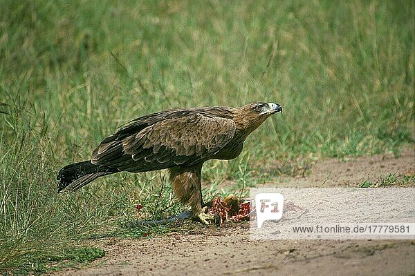 Raubadler (Aquila rapax)  Adler  Greifvögel  Tiere  Vögel  Tawny Eagle feeding