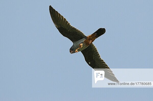Rotfussfalke (Falco vespertinus)  erwachsenes Männchen  im Flug  frisst in der Luft  Lemnos  Griechenland  April  Europa