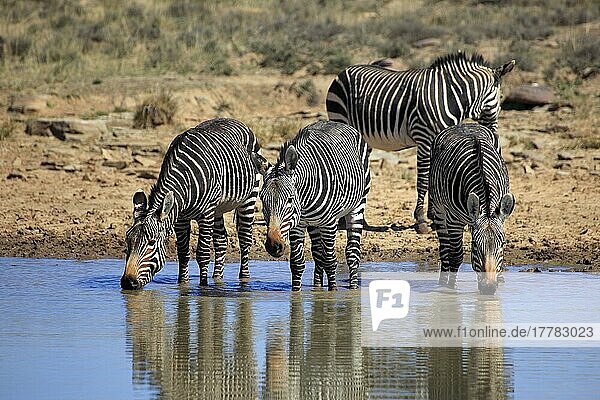 Kap-Bergzebras (Equus zebra zebra)  Bergzebra-Nationalpark  Südafrika