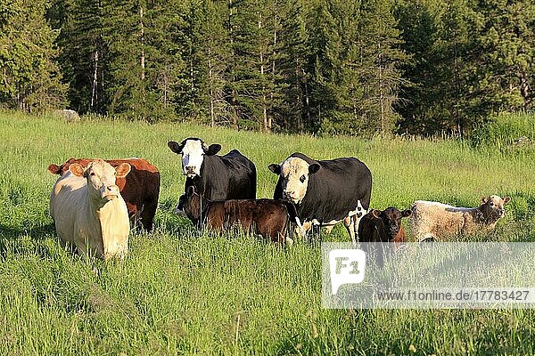 Beefaloes  Montana  USA (Bos taurus x Bison bison)