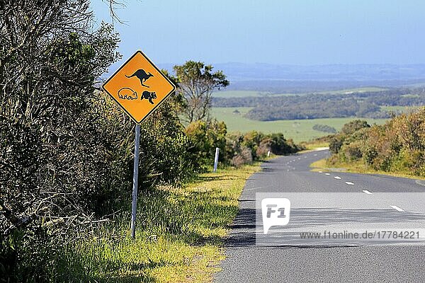 Verkehrszeichen  Vorsicht  Tierschutz  Naturschutz  Koala  Wombat  Känguru  Victoria  Australien  Ozeanien