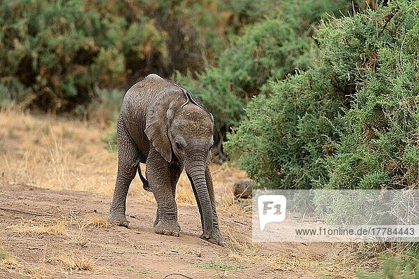 Afrikanisches Elefantenkalb  ca. 2 Monate alt  erkundet seine Umgebung (Loxodonta africana)  Samburu National Reserve  Oktober  Kenia  Afrika