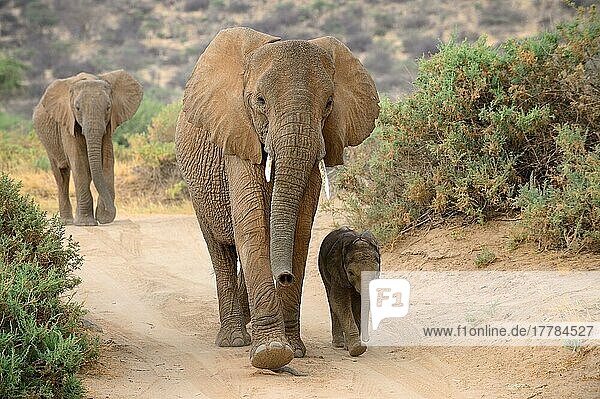 Afrikanisches Elefantenweibchen und Kalb im Alter von ca. zwei Monaten beim Laufen (Loxodonta africana)  Samburu National Reserve  Oktober  Kenia  Afrika