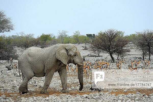 Afrikanischer Elefant (Loxodonta africana) auf einer Piste  mit Springbockherde (Antidorcas marsupialis) im Hintergrund  Etosha National Park  Namibia  Afrika