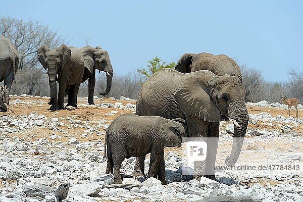 Afrikanischer Elefant (Loxodonta africana)  Jungtier säugt von der Mutter  Etosha National Park  Namibia  Afrika