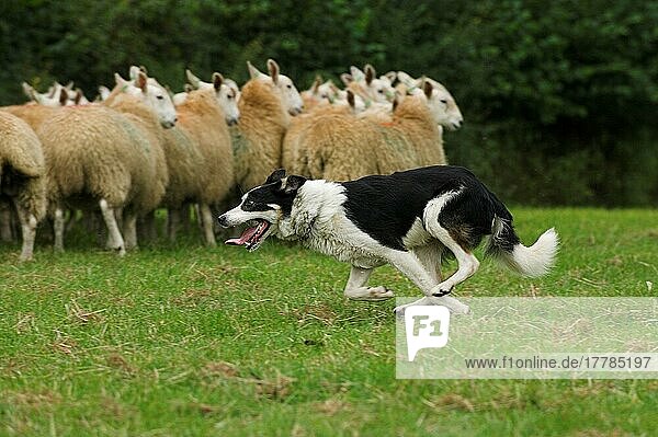 Border collie herding flock of sheep  Wales  herding  herding  drives  drives