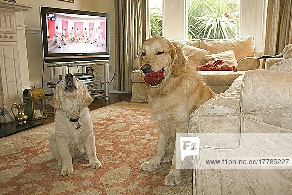 Haushund  Golden Retriever  Erwachsener und Welpe  bellt  sitzt im Aufenthaltsraum mit Fernseher  England  Großbritannien  Europa