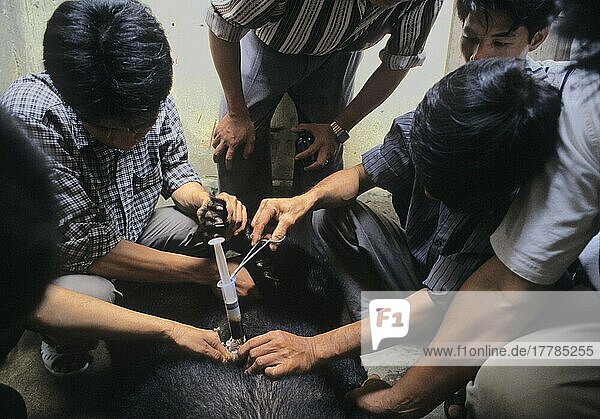 Asian Black Bear (Selenarctos thibetanus) 50ml syringe used to extract bile from gall bladder on bear farm  Hanoi  Vietnam  Entnahme von Gallenflüssigkeit  Galle  Bärenfarm  Bärengalle  Asien