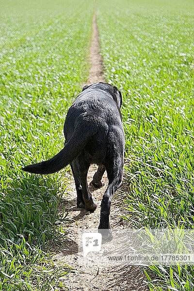 Labrador Retriever  alter Hund  arthritisch  Arthritis