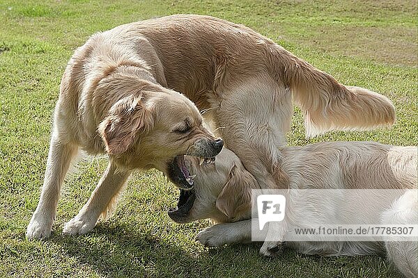 Haushund  Golden Retriever  zwei erwachsene Hündinnen  Dominanz-Interaktion  Spielkampf auf dem Gartenrasen  England  August